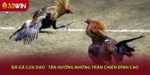 Đá gà cựa dao - Tận hưởng những trận chiến đỉnh cao