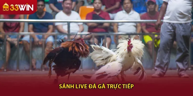 Sảnh live đá gà trực tiếp 