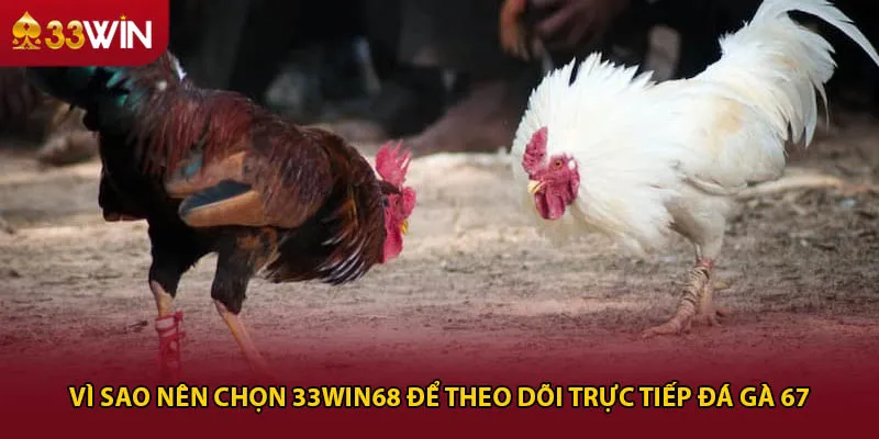 Vì sao nên chọn 33win68 để theo dõi trực tiếp đá gà 67